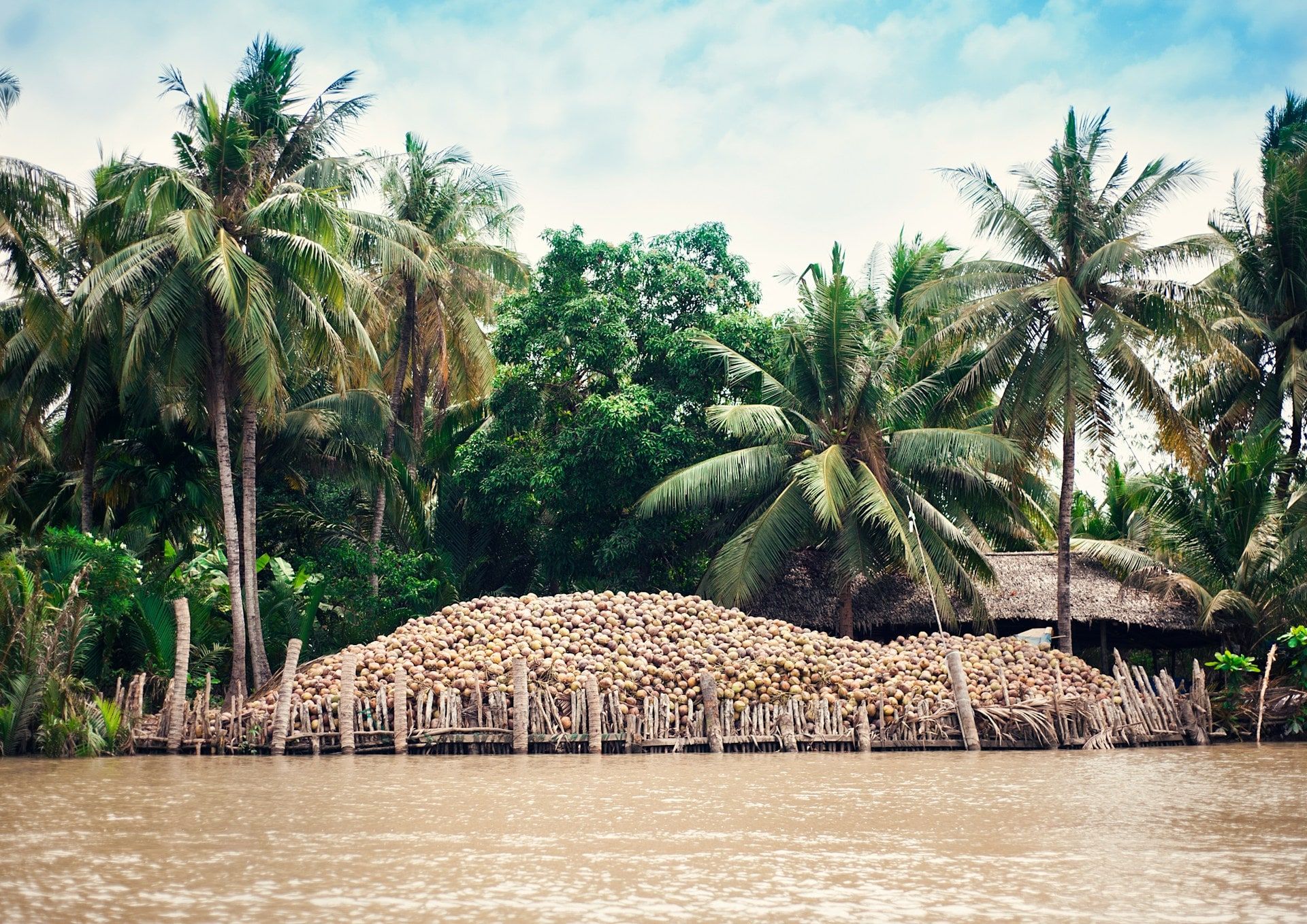 Des noix de coco récoltées sous les cocotiers, au bord d'un canal de Bến Tre