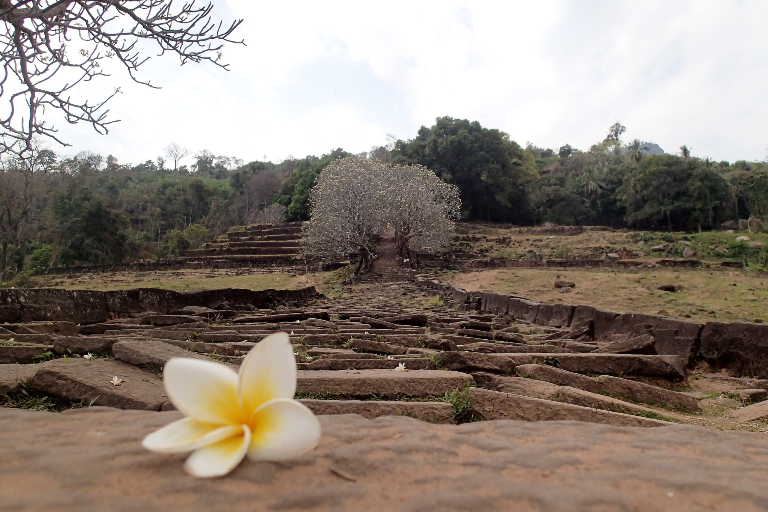 The uneven stone steps up to the Vat Phou sanctuary, a frangipani flower