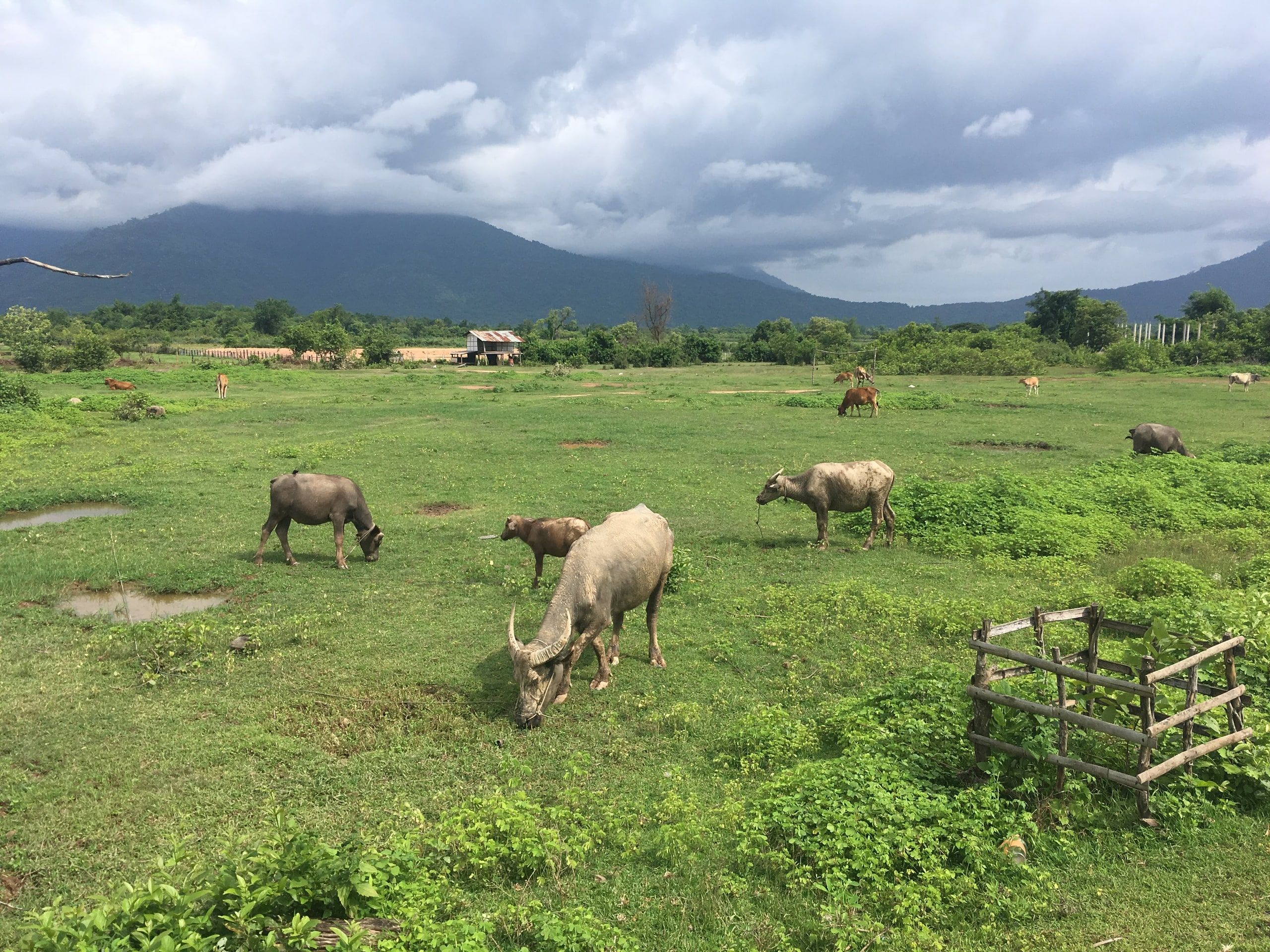 Buffaloes in a meadow near Champasak, mountains on the horizon