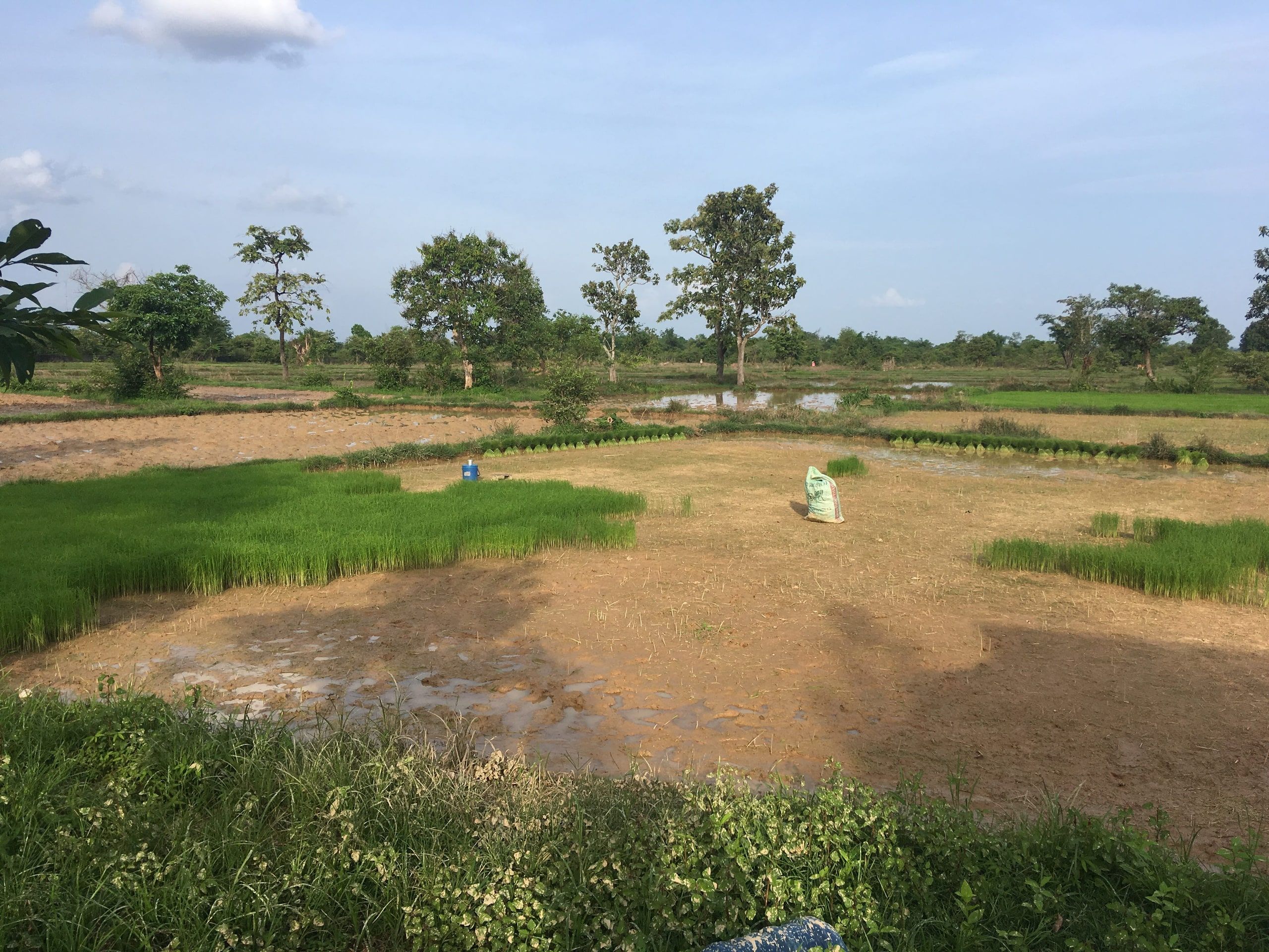 Rice fields near Champasak, green seedlings among the trees