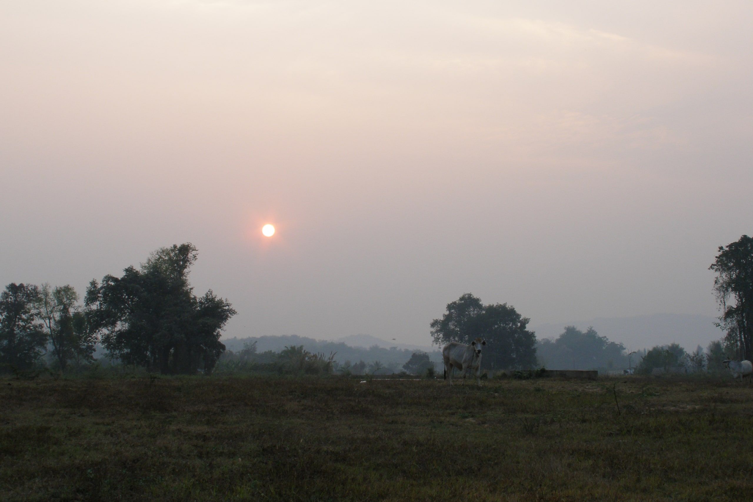 Le soleil se couche dans la brume au-dessus des champs, à Chiang Saen