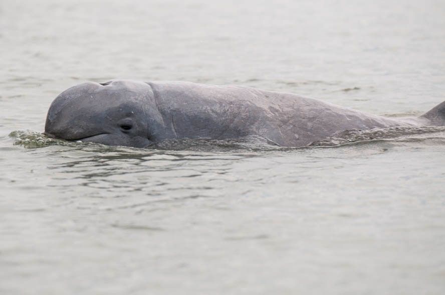 An Irrawaddy dolphin surfacing in the Mekong near Kratie: a round head with no beak