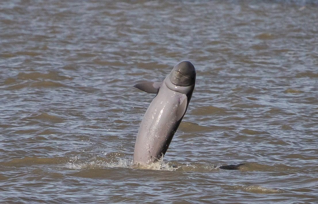 An Irrawaddy dolphin rising vertically out of the water, flippers spread