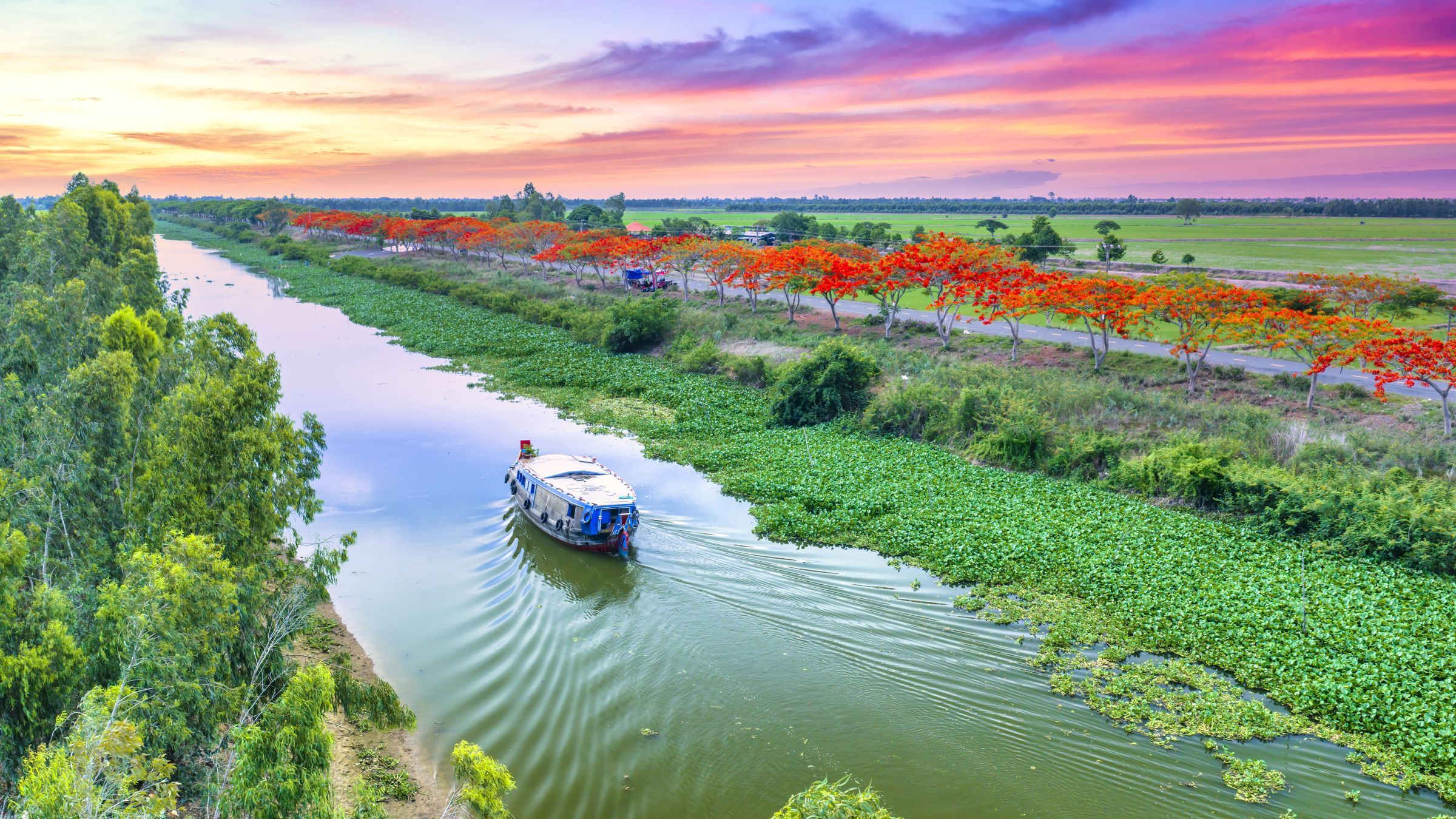 A boat heading up a Mekong Delta canal lined with flowering flame trees and water hyacinth under an evening sky