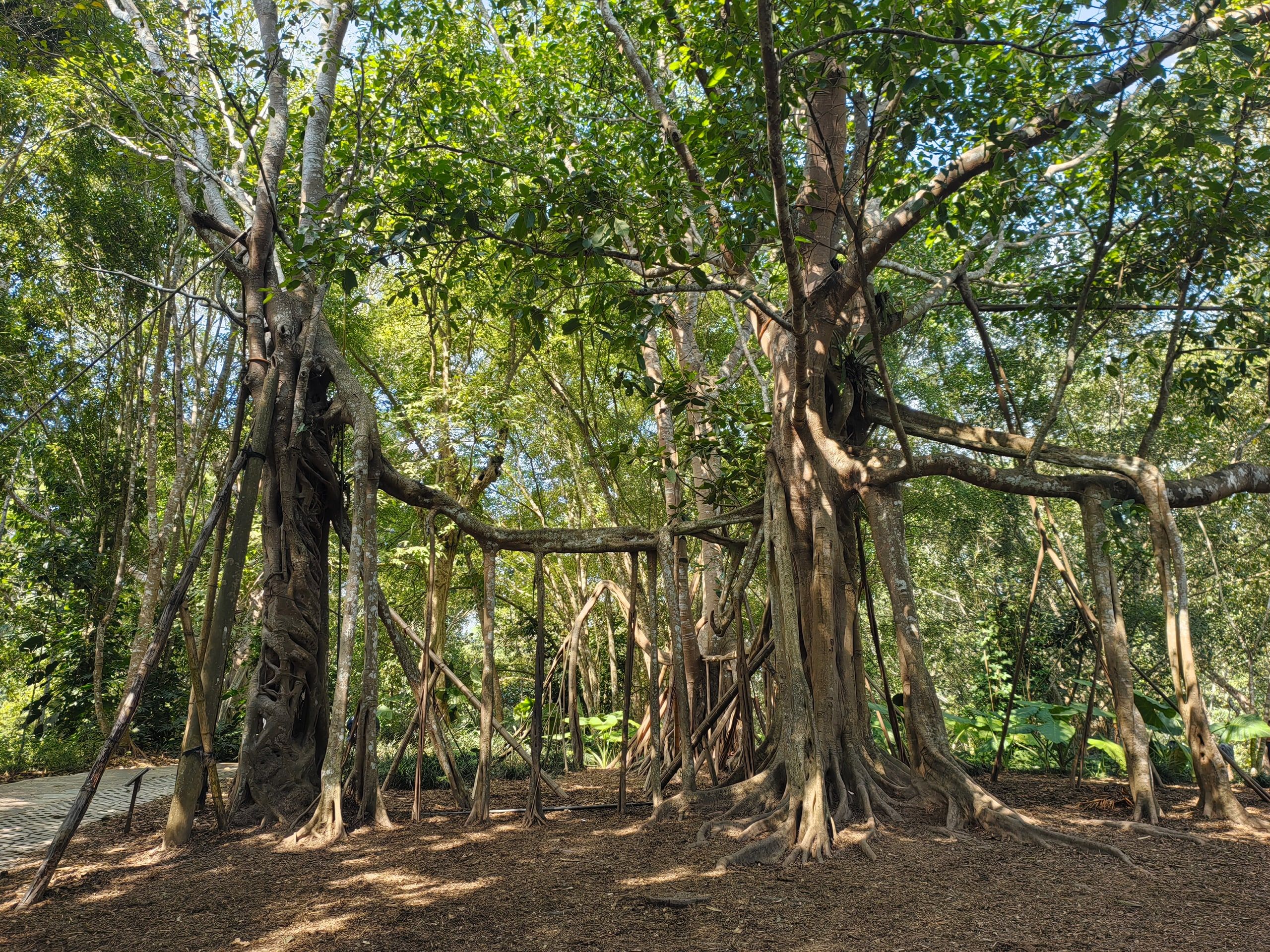 A giant banyan with aerial roots at the Xishuangbanna Tropical Botanical Garden