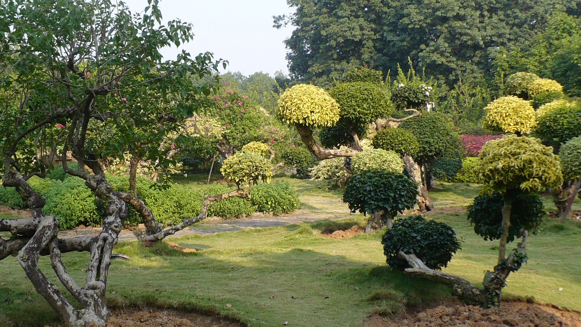 Topiary trees along a path in the tropical botanical garden