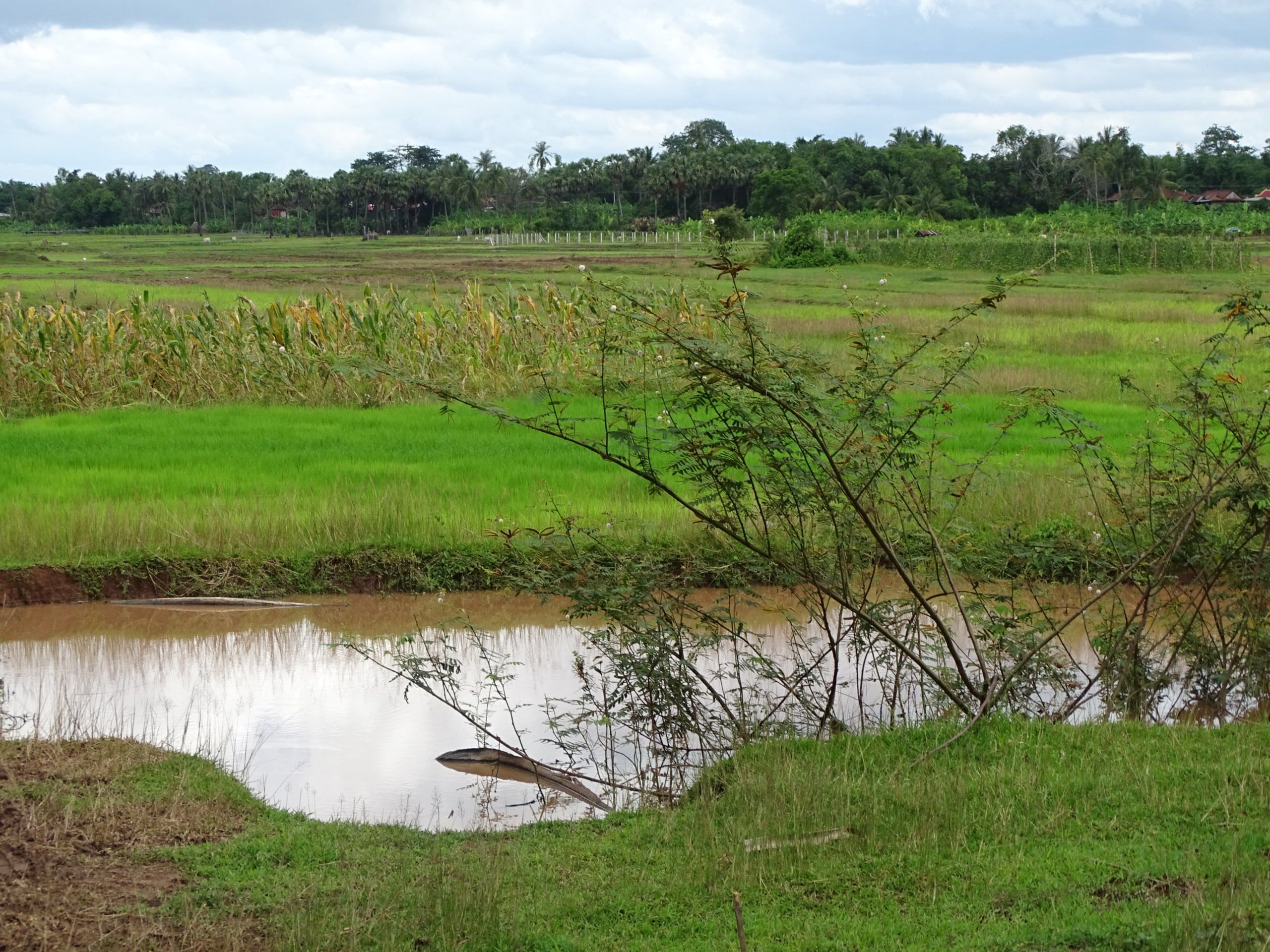 A flooded rice field and a pond on Koh Trong