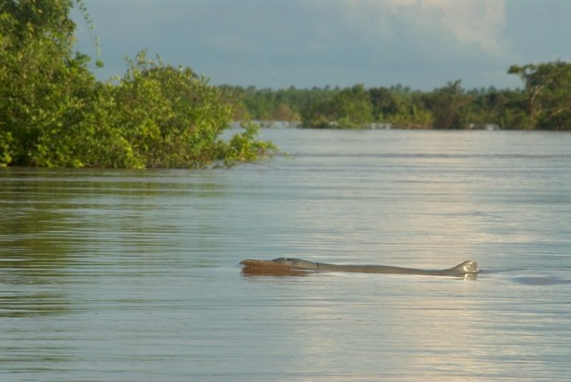 An Irrawaddy dolphin surfacing in the Mekong near Kratie