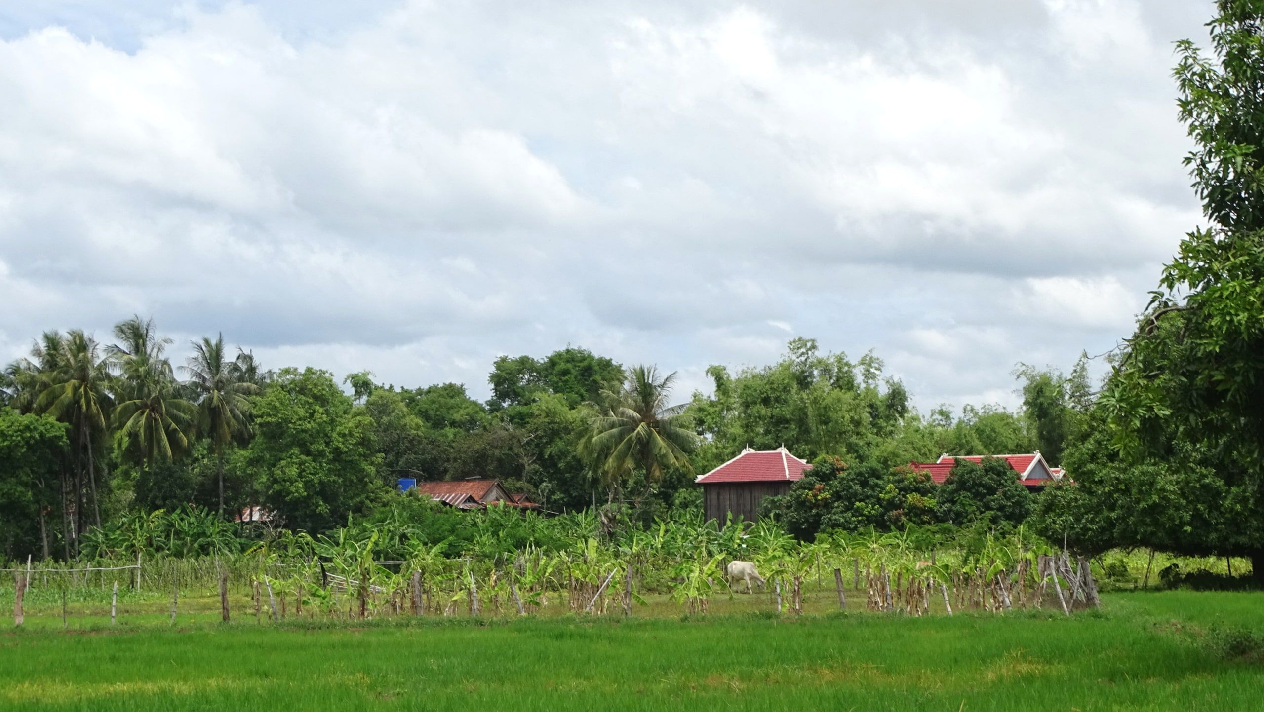Rice fields and houses on Koh Trong island