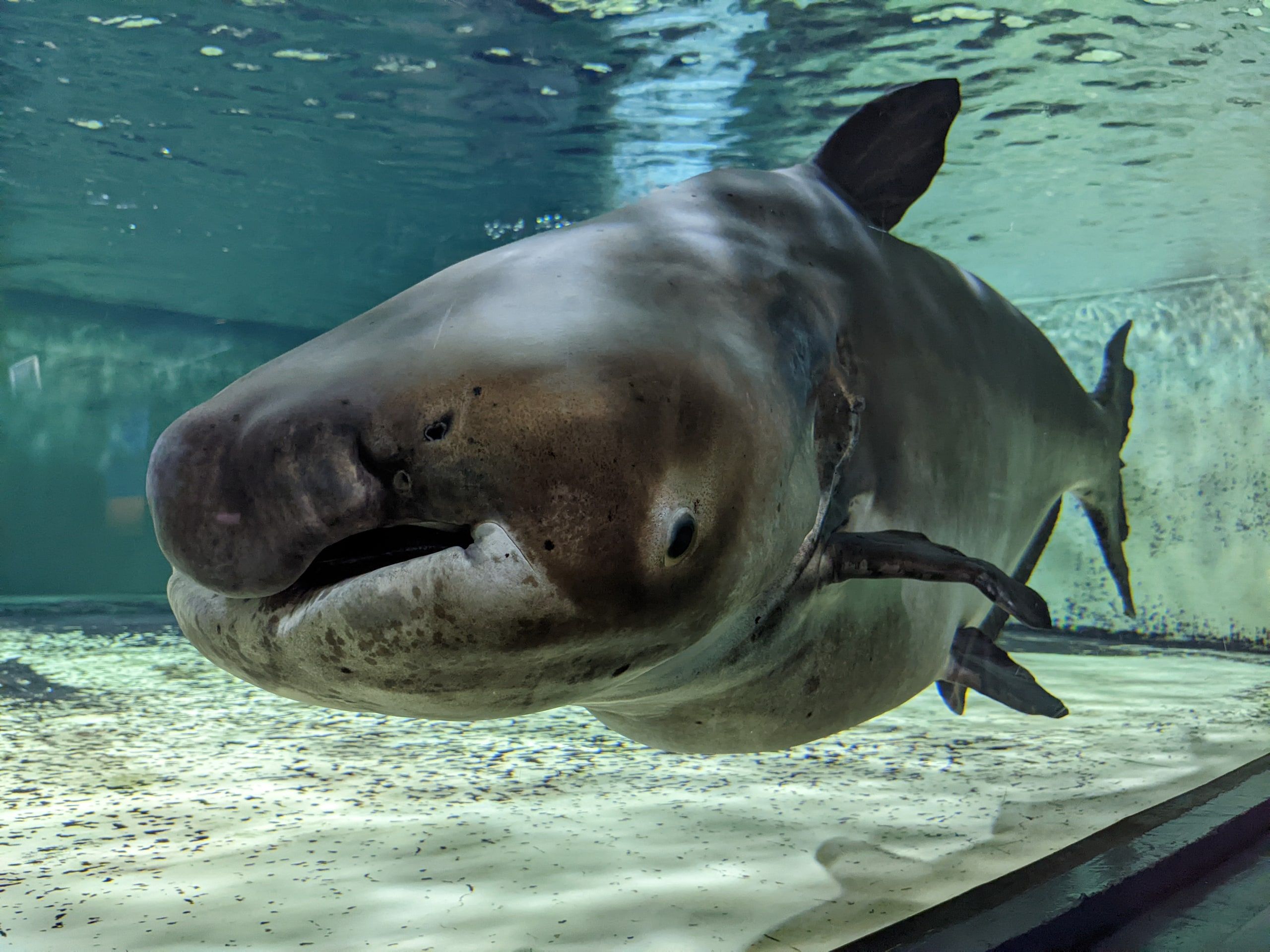 Gros plan d'un poisson-chat géant du Mékong dans un aquarium : une large gueule sans dents et de petits yeux bas