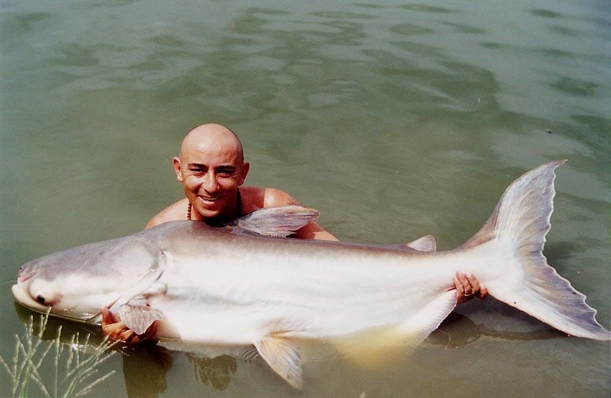 Un homme dans l'eau tient à bras-le-corps un poisson-chat géant du Mékong presque aussi long que lui