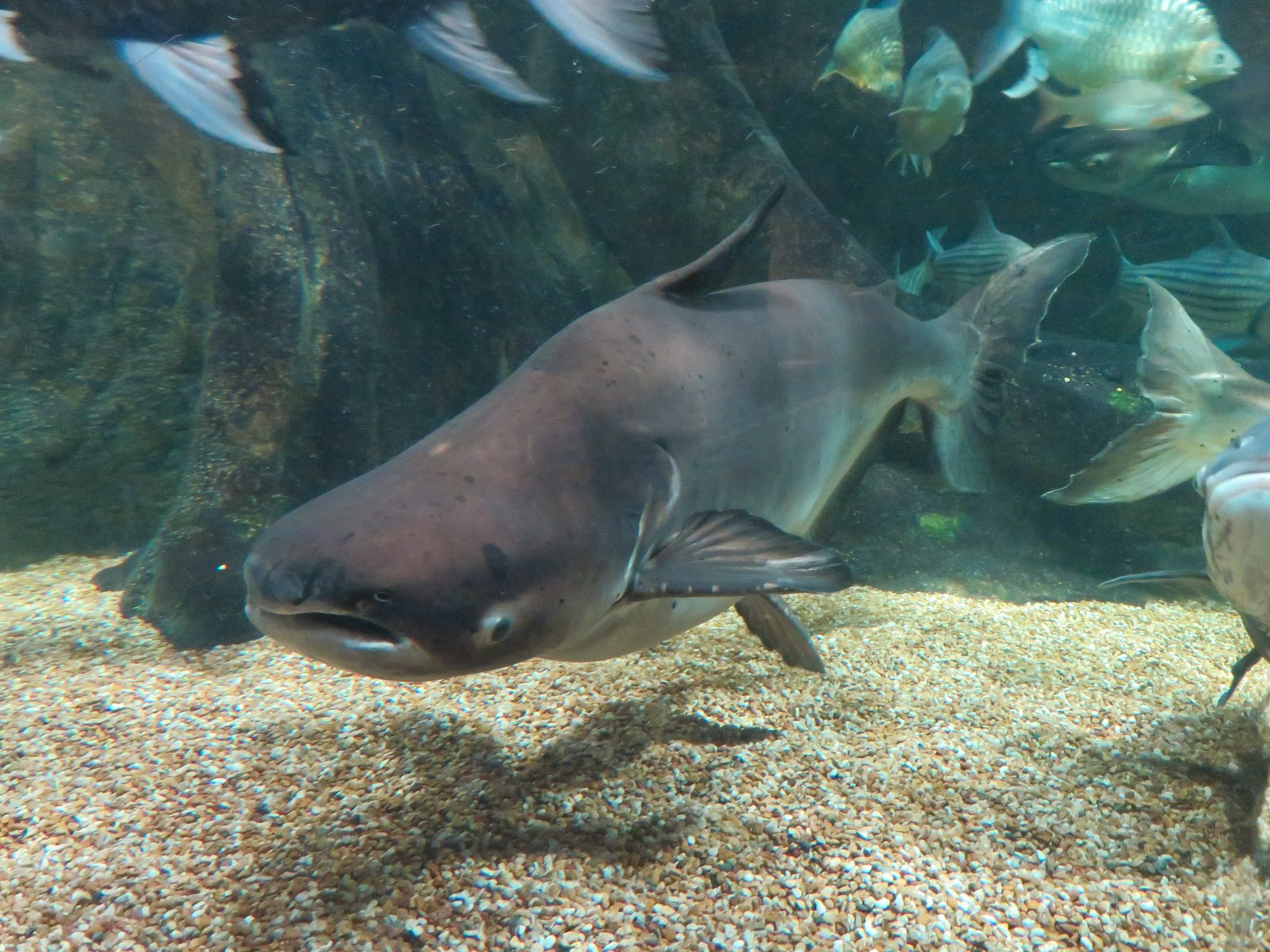 Un poisson-chat géant du Mékong nage près du fond sableux d'un bassin d'aquarium, parmi d'autres poissons