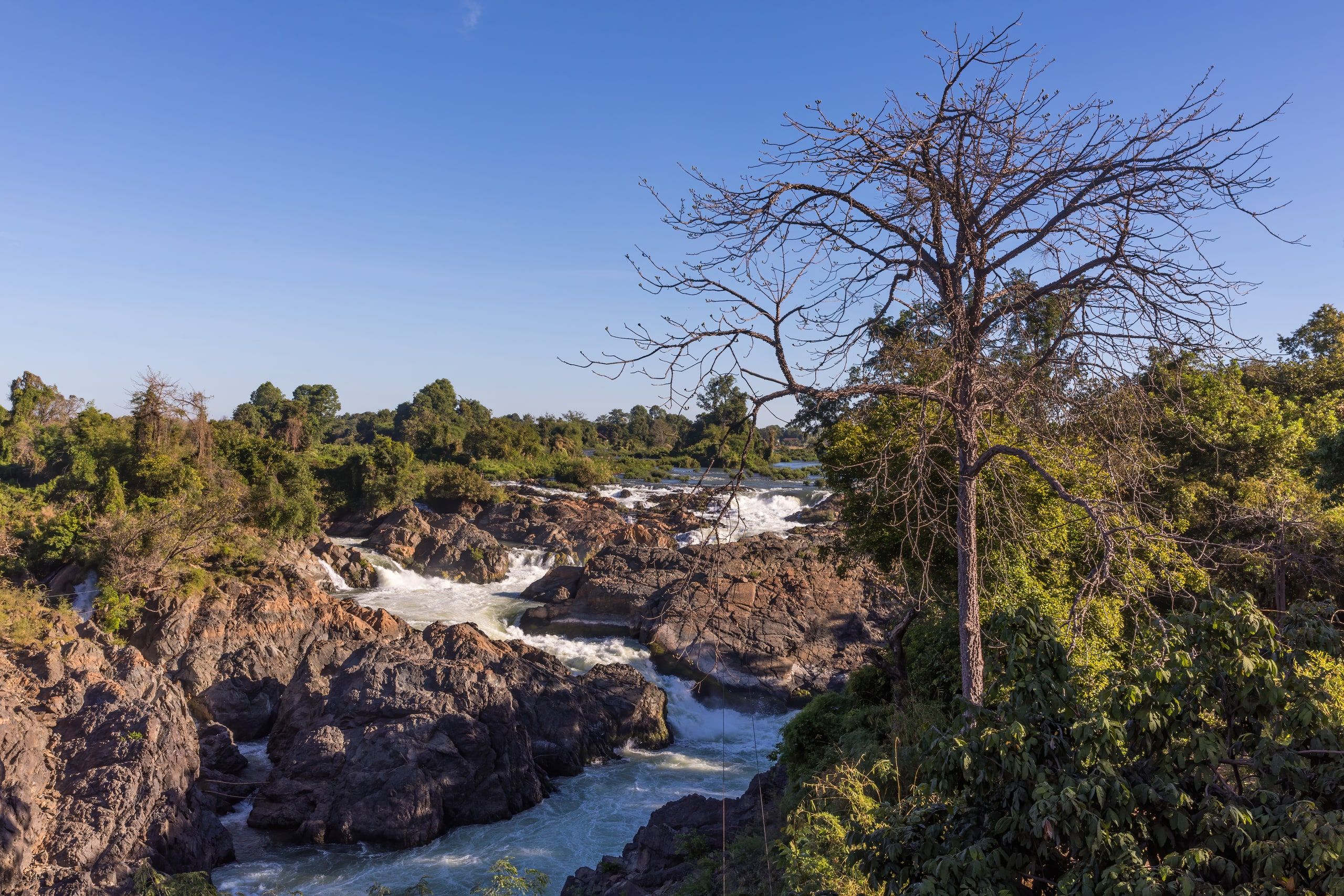 Li Phi falls and a leafless tree under a blue sky on Don Khon