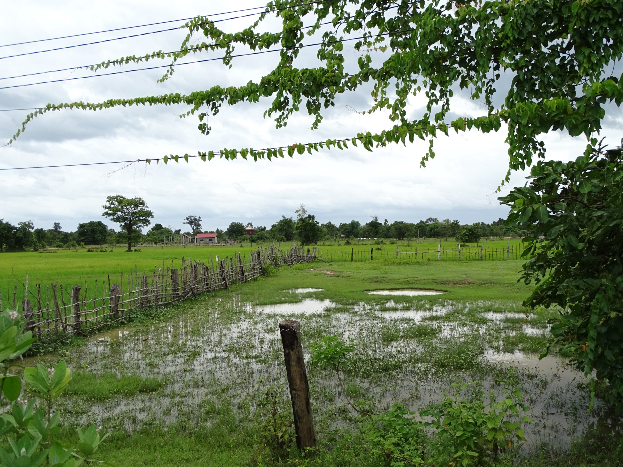 Des rizières inondées et une clôture de bois aux environs de Stung Treng