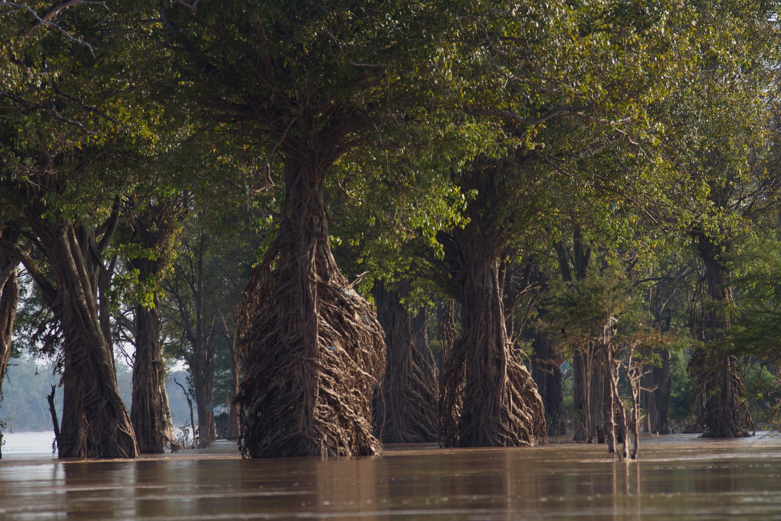 Des arbres les pieds dans l'eau du Mékong, dans la forêt inondée au nord de Stung Treng