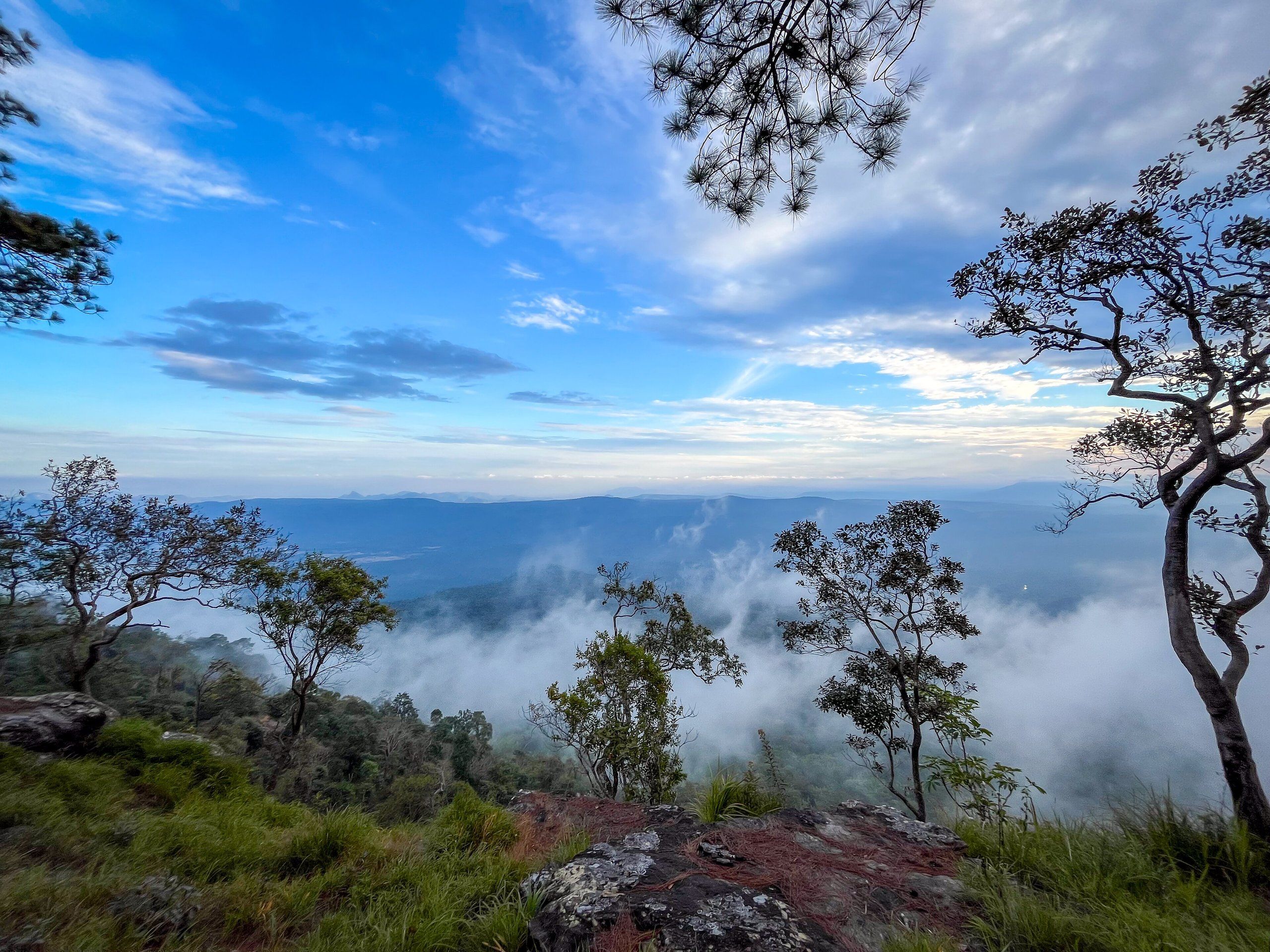 Pines on the edge of the Phu Kradueng cliff, above the clouds