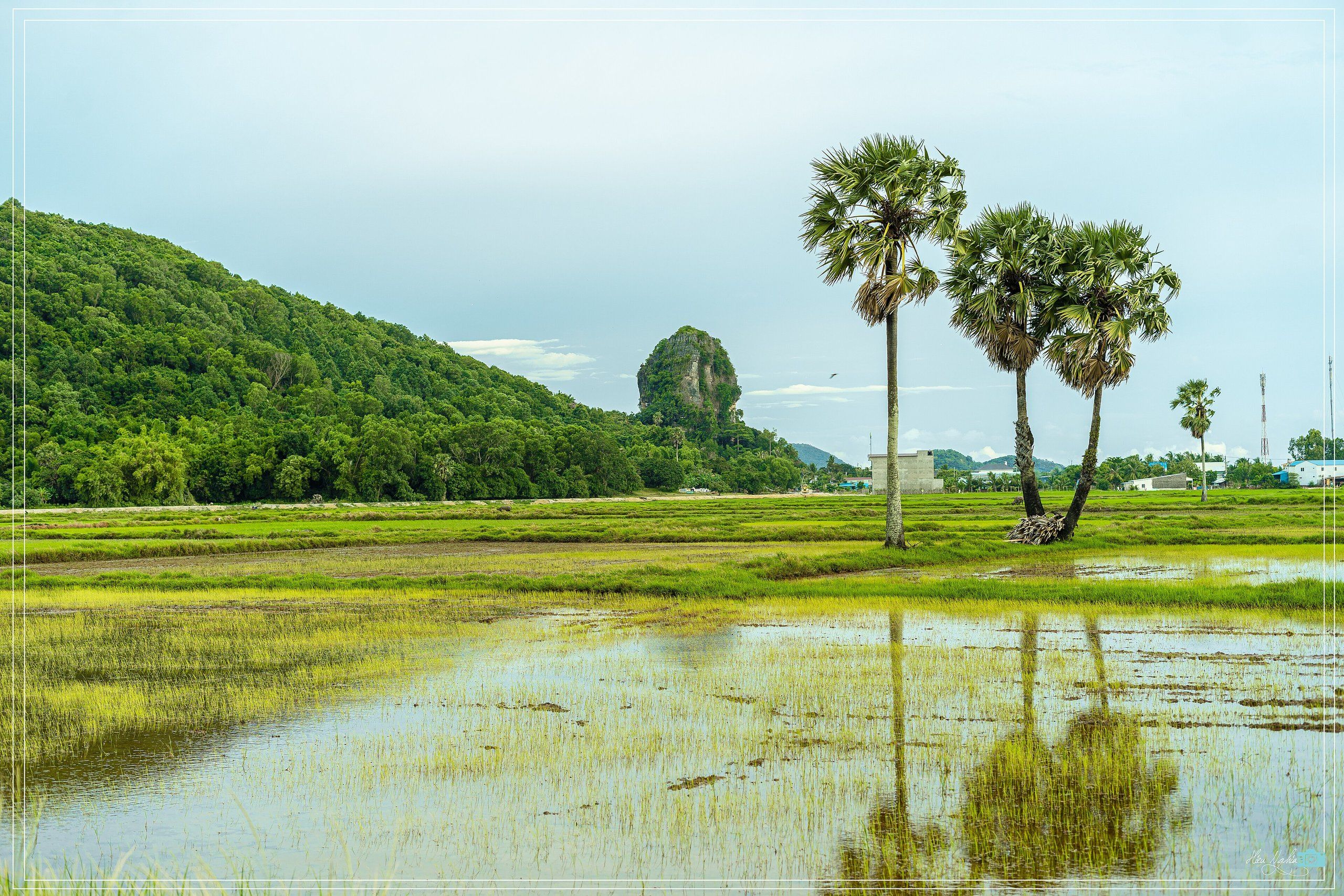 The Thach Dong rock behind rice paddies and sugar palms, in Ha Tien